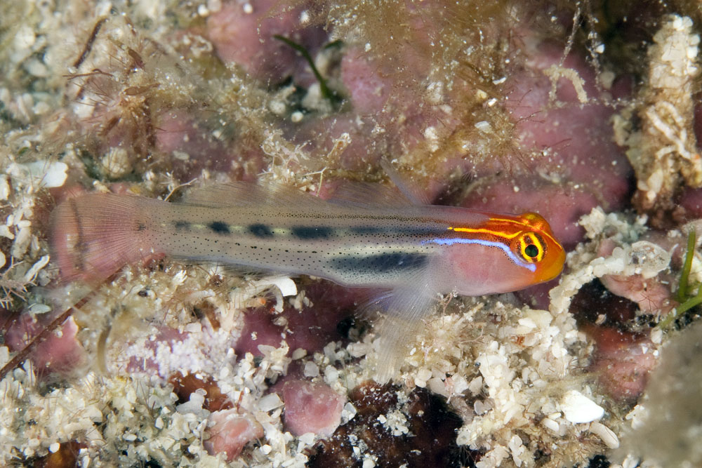 Elacatinus punticulatus